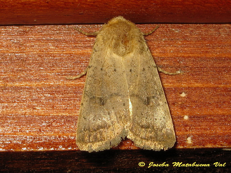 Hoplodrina blanda - Noctuidae